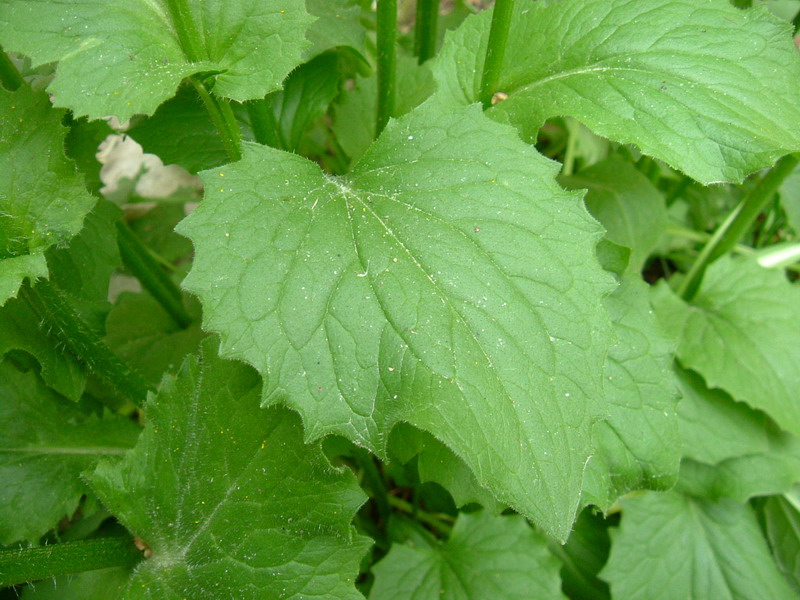 Doronicum columnae